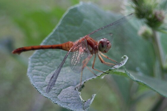 Dragonfly (Anisoptera)