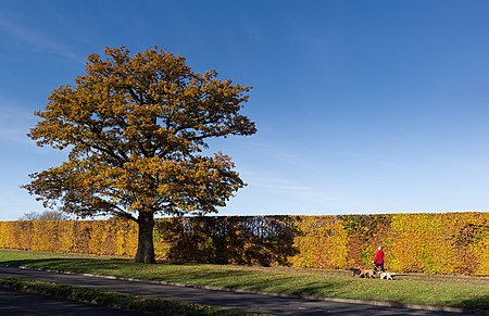 ไฟล์:Autumn Oak - Broadhall Way - Stevenage.jpg