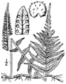 7.1. Dryopteris noveboracensis. Fig.37.