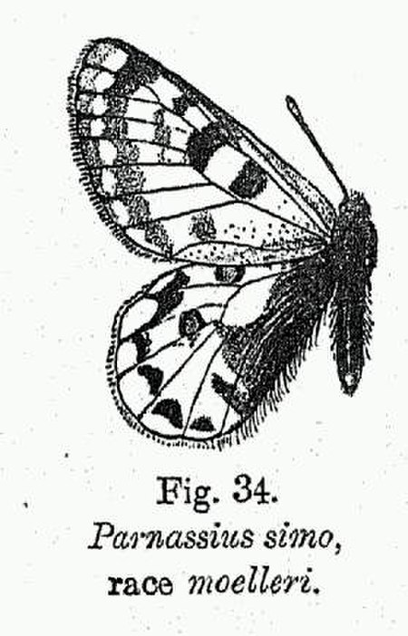 Parnassius simo