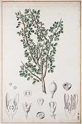 Commiphora gileadensis (Gilead myrrh) Balsamodendron ehrenbergianum00.jpg