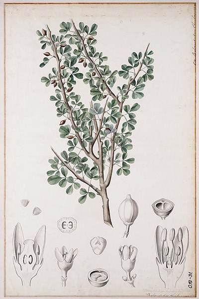 File:Balsamodendron ehrenbergianum00.jpg