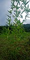 Bambo plant.jpg