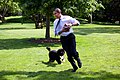 Barack Obama runs away from the family dog 2009-05-12.jpg