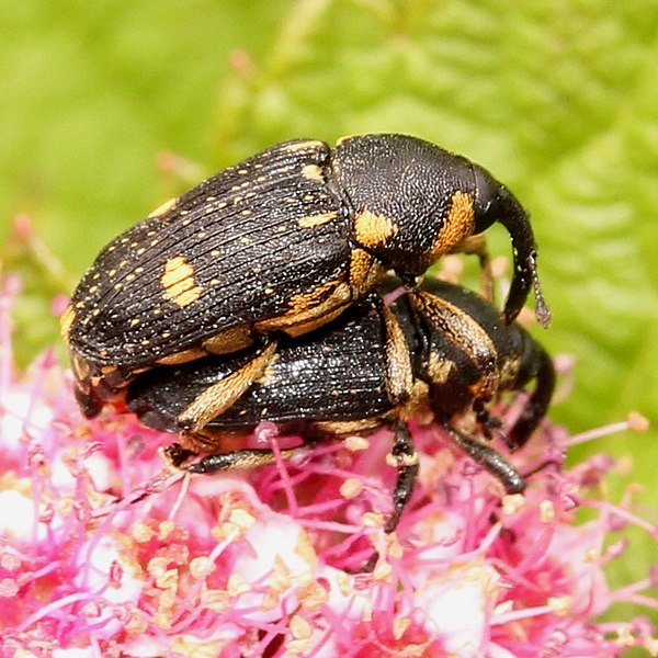 File:Baris dispilota mating.jpg