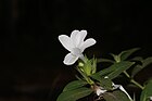 Barleria cristata 01356.jpg