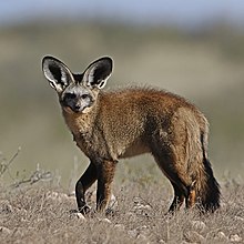 Bat-eared fox, Kgalagadi Transfrontier Park (38065016606).jpg