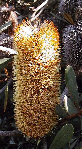 <i>Banksia penicillata</i> Species of shrub in the family Proteaceae endemic to New South Wales, Australia