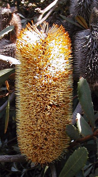 File:Bc penicillata1 maranoa.jpg