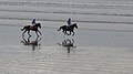 Beach Race-7881, Ballyheigue, Co. Kerry, Ireland.jpg