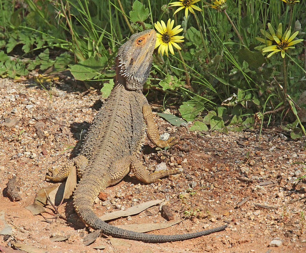 Wild bearded dragon