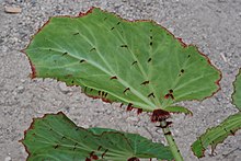 Begonia manicata Brongn. 03.jpg