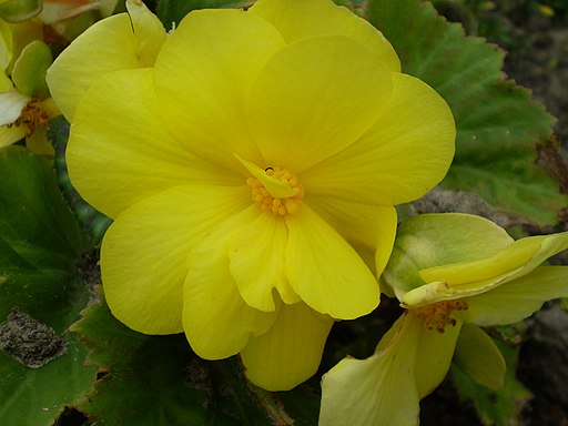 Begonia tuberhybrida 0.0 R