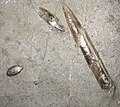 Окаменелостибелемнитов, найденные в "Ле Фуа" (Les Foies), на Серра-дель-Эспина, близ Альфара-де-Карлес