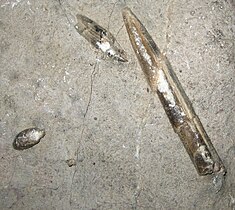 Belemnites fossils from Les Foies, in the Serra de l'Espina close to Alfara de Carles