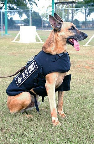 BelgianMalinoisasK9unit.jpg