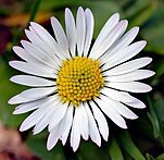 Bellis perennis blanc (aka) .jpg