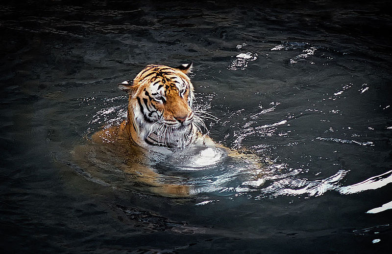 File:Bengal Tiger in Water (13290323163).jpg