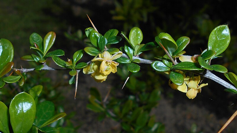 File:Berberis pruinosa 2016-05-17 0257.jpg