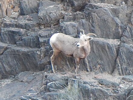 Desert bighorn sheep near the bottom of the canyon