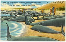 1500 pilot whales driven ashore at Cape Cod in 1885, and sold for a considerable sum for their oil Black Fish driven ashore at South Wellfleet, Cape Cod, Mass., about 1500 in the school, sold for fifteen thousand dollars, which was divided among 300 inhabitants (68237).jpg