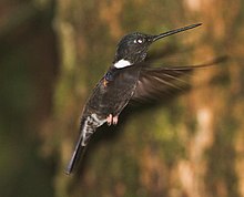 Hitam Inca (Coeligena prunellei) (8079735186).jpg