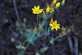 Blackstonia perfoliata