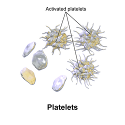 Platelets.