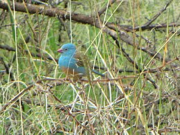 Kékfejű pillangópinty (Uraeginthus cyanocephalus)