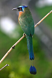 Trinidad motmot Species of bird