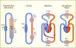Vorschaubild für Blutkreislauf