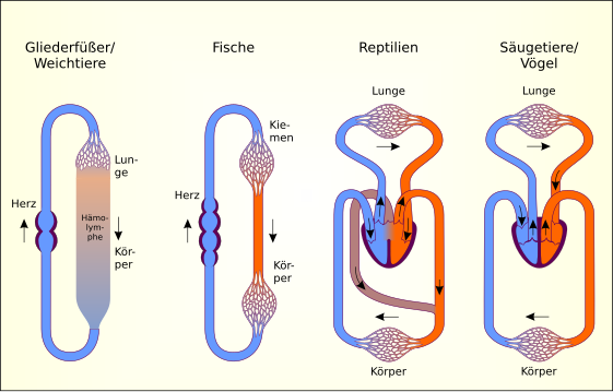 File:Blutkreislauf im Tierreich.svg