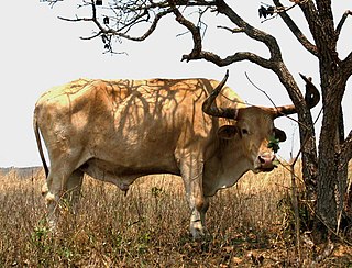 <span class="mw-page-title-main">Caracu</span> Brazilian breed of cattle