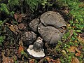 December 13: The mushroom Boletopsis nothofagi.