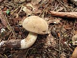 Boletus pallidus