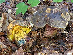 Le Bolet de plomb (Imperator torosus)