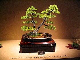 Pinus pentophylla