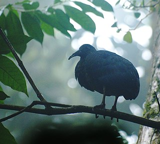 <span class="mw-page-title-main">São Tomé ibis</span> Species of bird
