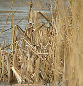 A bittern, well camouflaged in typical reed bed habitat Botaurus stellaris Gosforth Park.jpg