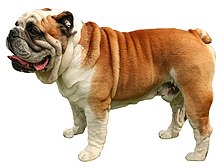 Bulldog anglais — Wikipédia