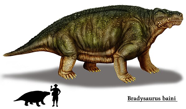 Bradysaurus baini