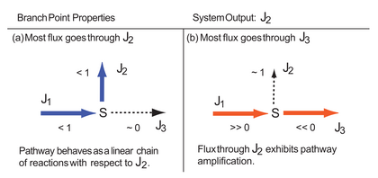 Changes in flux control depending on whether the flux goes through the upper or lower branches. The system output is J2. If most of the flux goes through J2(a) then the pathway behaves like a simple linear change, where flux control on J3 is negligible and control is shared between J1 and J2. The other extreme is when most of the flux goes through J3 (b). This makes J2 highly sensitive to changes in J1 and J3 resulting is very high flux control, often greater than 1.0. Under these conditions the flux control at J3 is also negative since J3 can siphon off flux from J2. BranchPointEffect.png