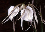 Miniatura para Brassavola acaulis