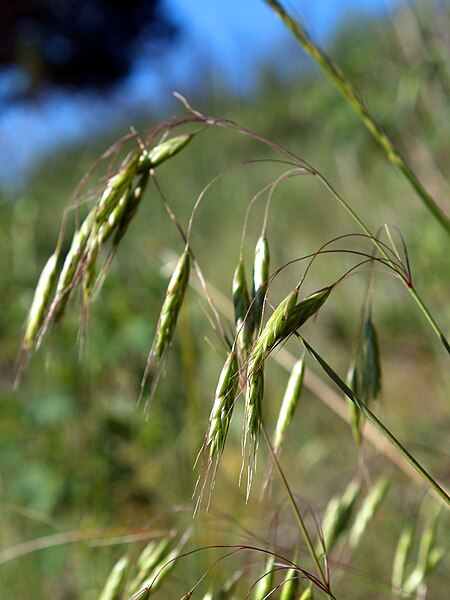 File:Bromus japonicus NPS-1.jpg