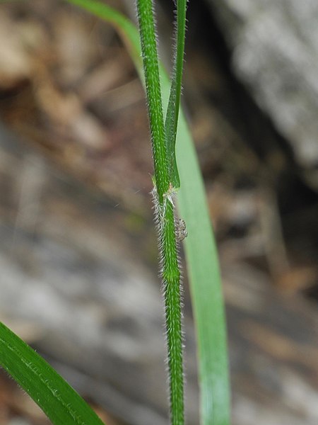 File:Bromus nottowayanus iNat-144715531.jpg