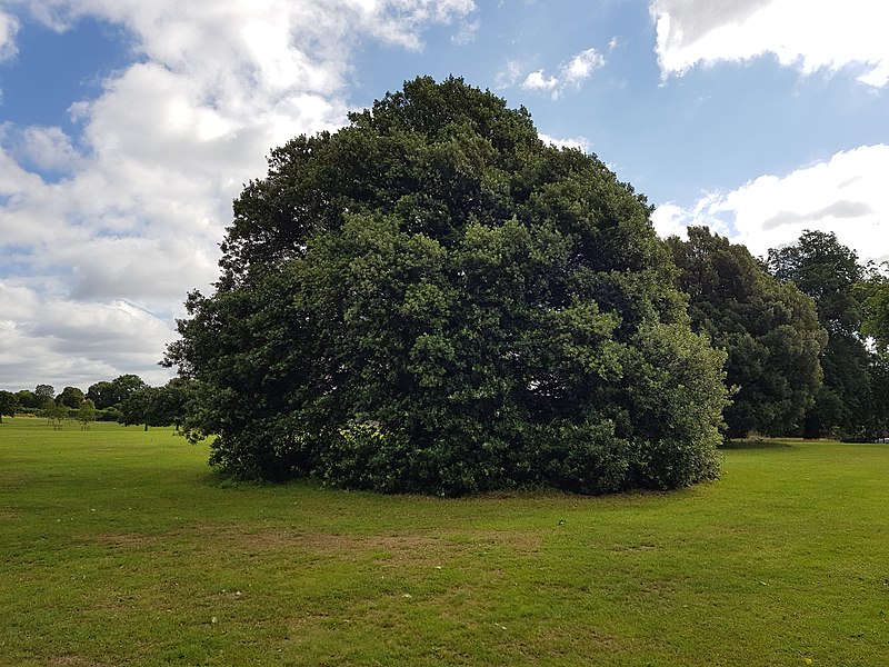 File:Broomfield Park 20170804 101147 (47638693081).jpg