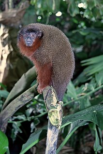 Brown titi species of mammal