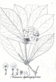 Brunfelsia hydrangeiformis