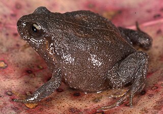 <i>Qosqophryne gymnotis</i> Species of frog