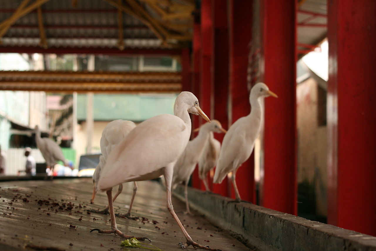 It’s not just you shopping at the Victoria Market! Look out for the herons.